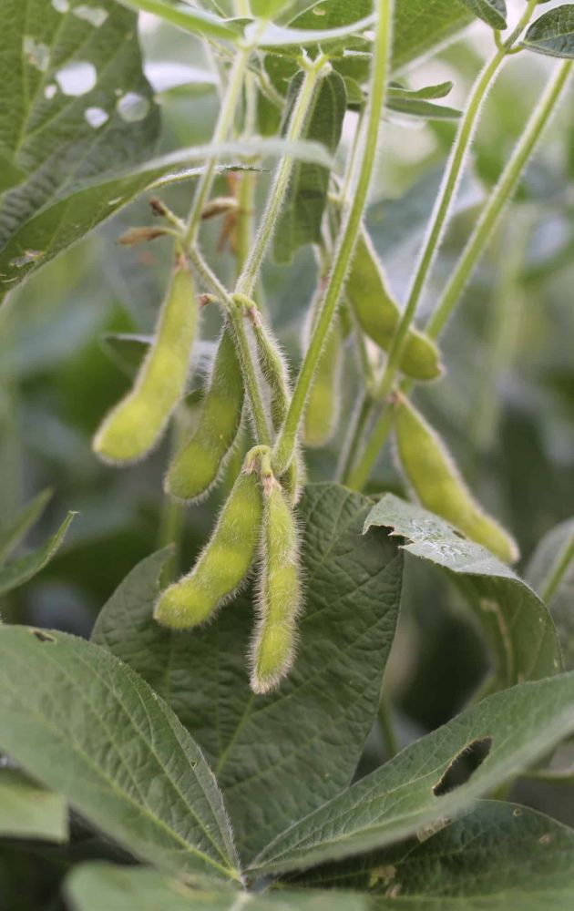 Close-up of green soybean pods growing on a plant with large, green leaves and visible fine hairs on the pods. The background shows more leaves and stems, indicating a healthy, thriving soybean plant.