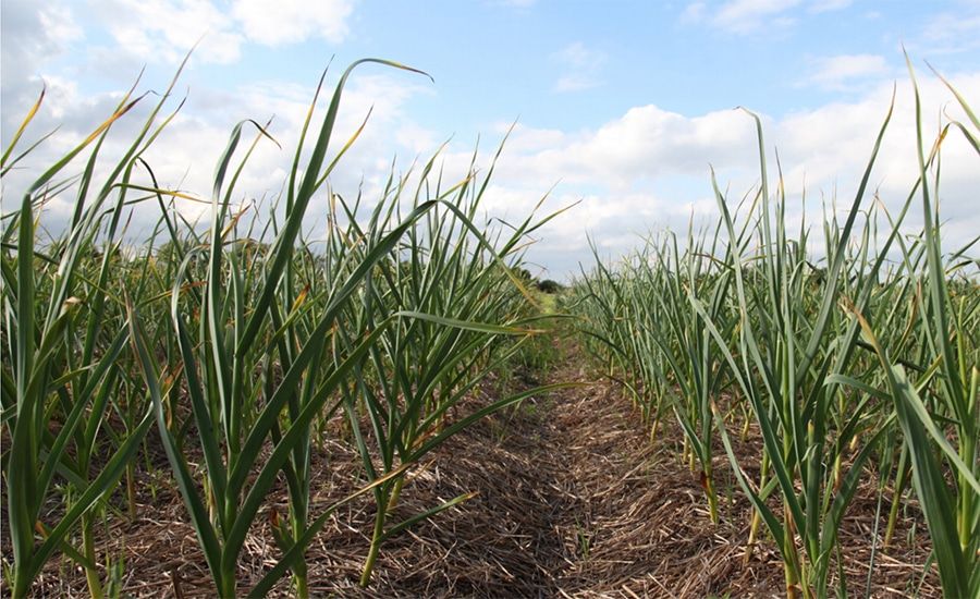 Organic farm rows of produce growing