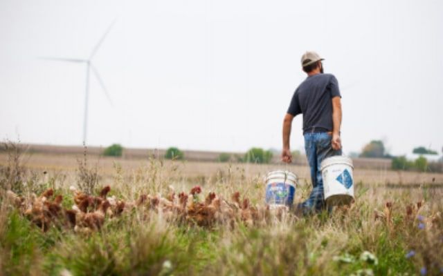 farmer with buckets of feed and lots of chickens