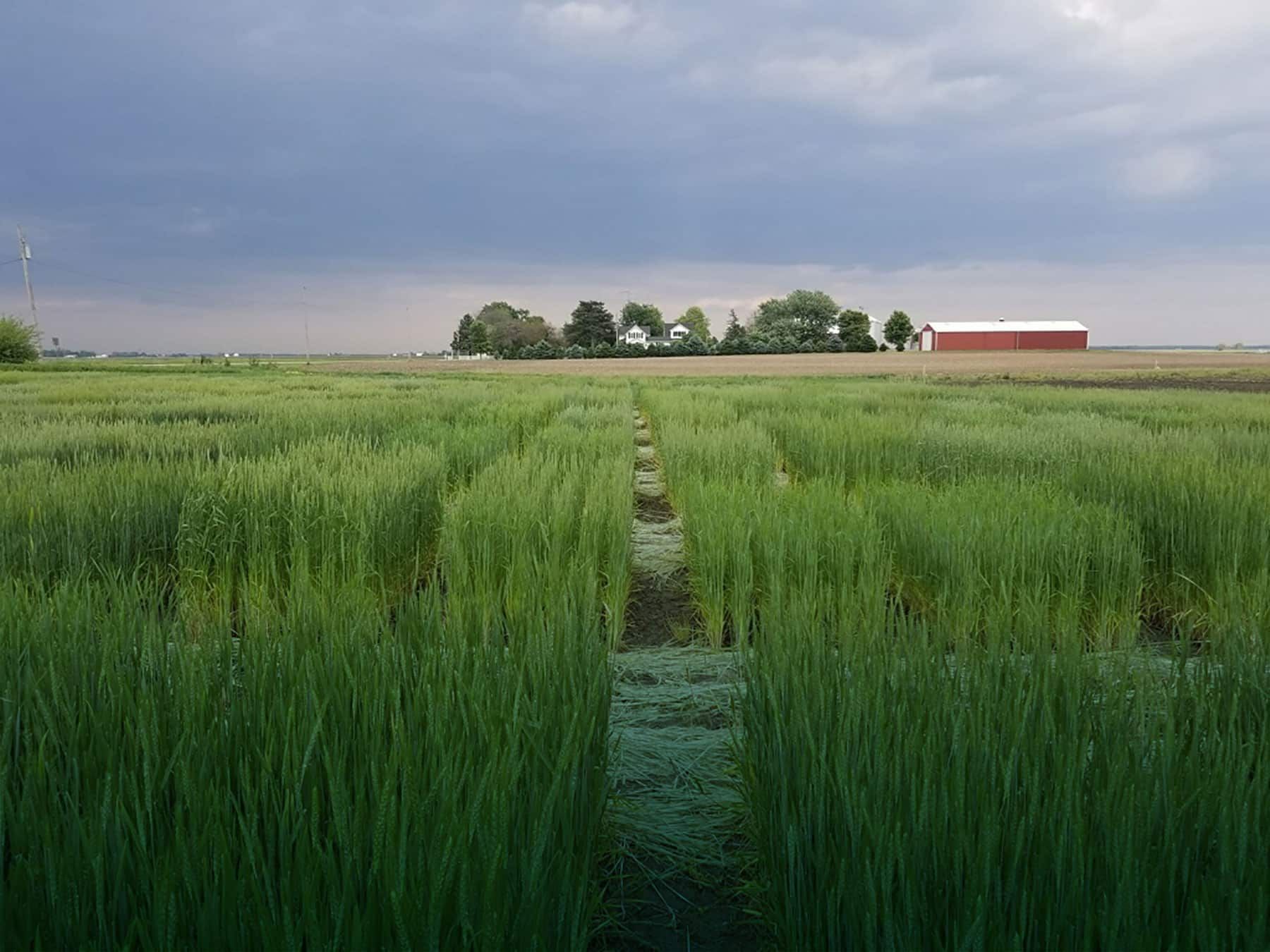 MILLER FAMILY FARM | IROQUOIS COUNTY, IL