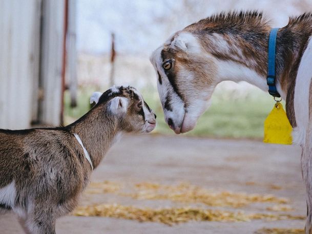 A young goat and an adult goat stand close together, nose to nose, on a farm. The adult goat wears a blue collar with a yellow tag. Hay and a fence are visible in the background under a clear sky.