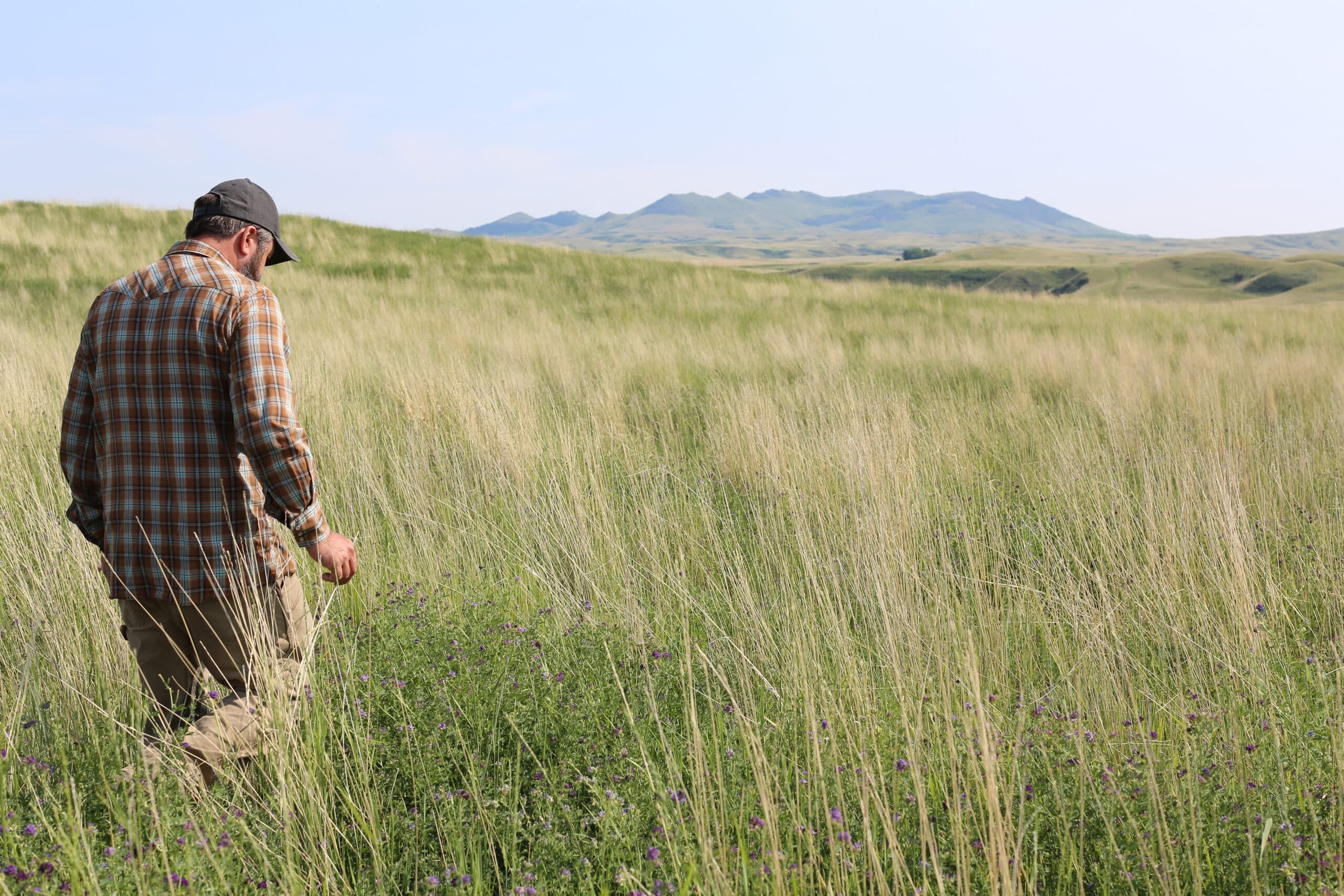 A man in a plaid shirt and cap walks through tall grass in a wide, open field with distant hills under a clear sky.