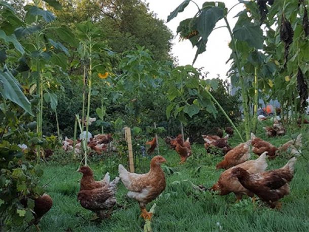 Chickens roam freely in a lush green area filled with tall sunflowers and various plants. The scene depicts a natural, outdoor environment under a clear sky.