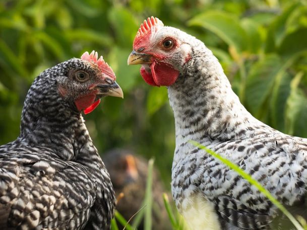 Two chickens with speckled black and white feathers stand facing each other in a grassy area. The background is blurred with greenery, highlighting the detailed plumage and red combs of the birds.