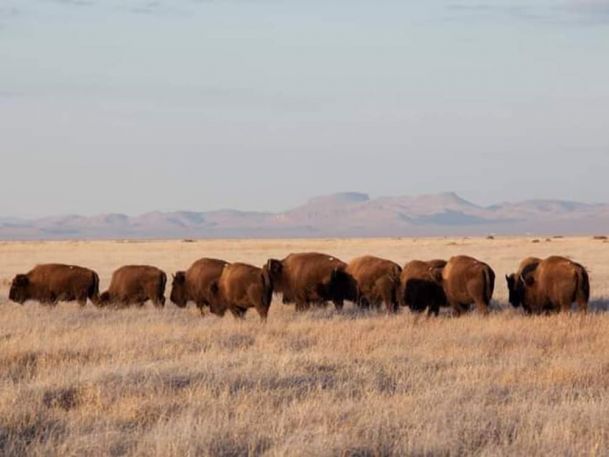 A herd of bison grazing on a grassy plain with distant mountains under a clear blue sky.