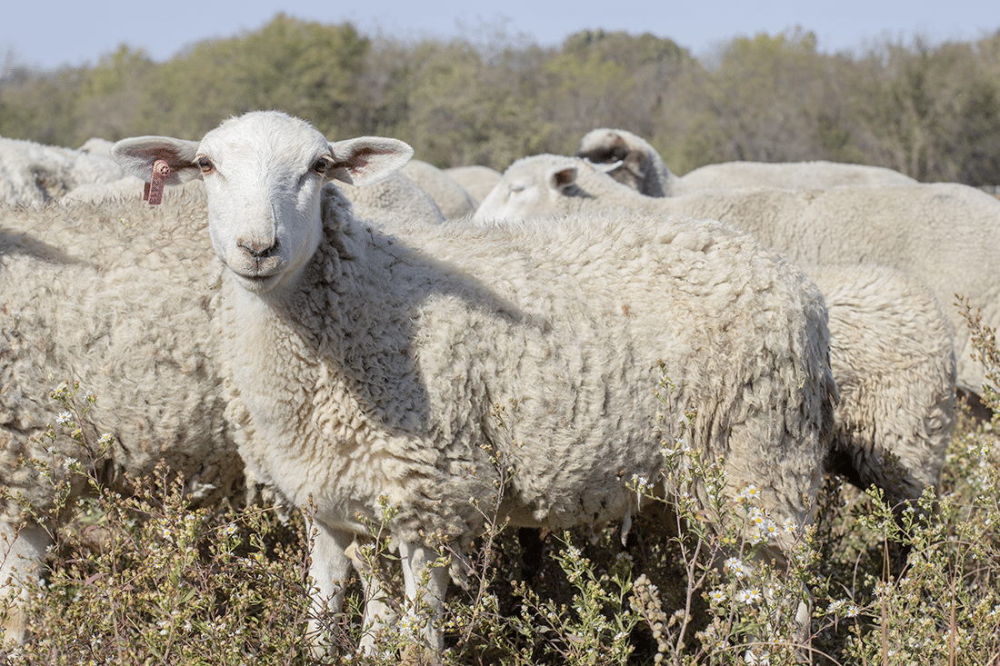 A flock of sheep grazes peacefully in a verdant field, with one sheep in the foreground facing the camera. Set against a backdrop of trees and clear skies, these organic lambs boast thick woolly coats, embodying the essence of sustainable Kansas farming.