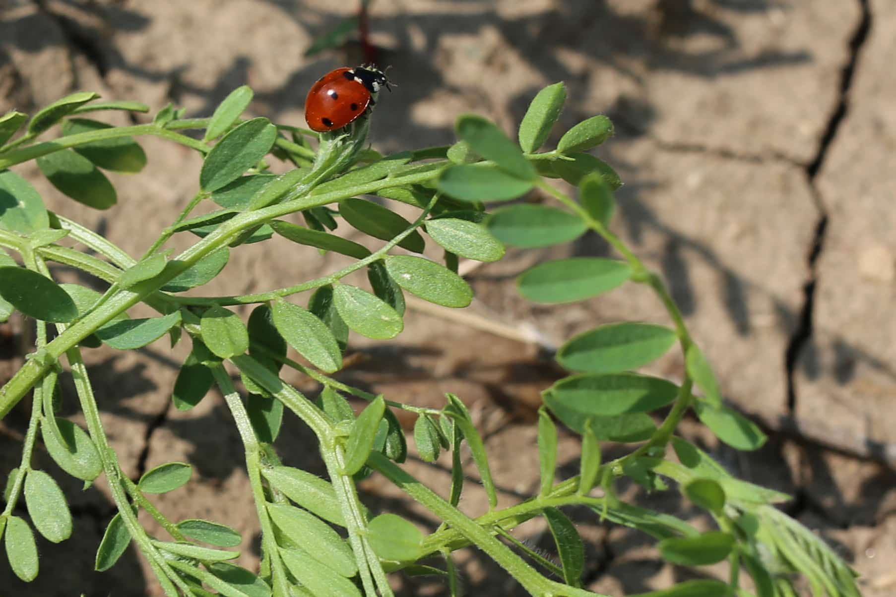 A close-up of a red ladybug with black spots crawling on green leaves, with dry, cracked soil visible in the background.
