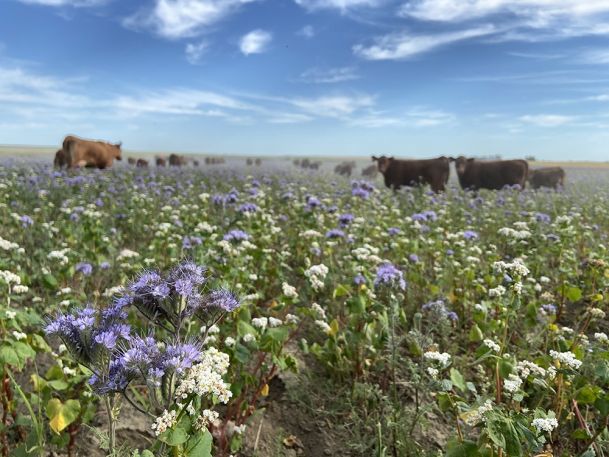 A herd of cows grazes in a field filled with purple and white wildflowers under a blue sky with scattered clouds. The focus is on the foreground flowers with the cows in the distance.