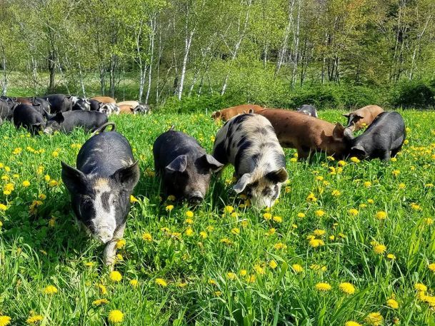 A group of pigs forage in a green field full of yellow dandelions. A variety of brown, black, and spotted pigs roam under the bright sky, surrounded by lush trees in the background.