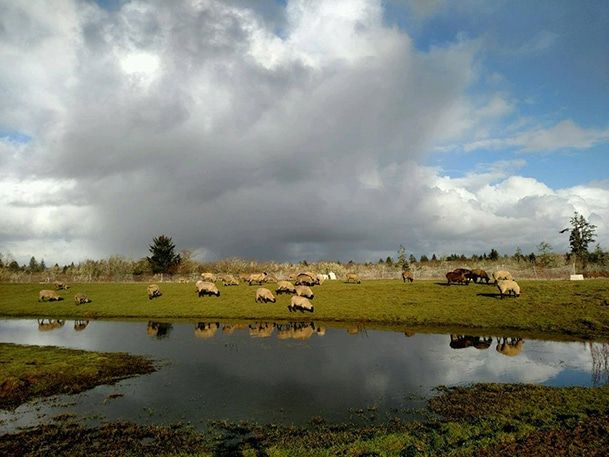 Little Farm by the Sea sheep THE LITTLE FARM BY THE SEA Grays Harbor County, WA
