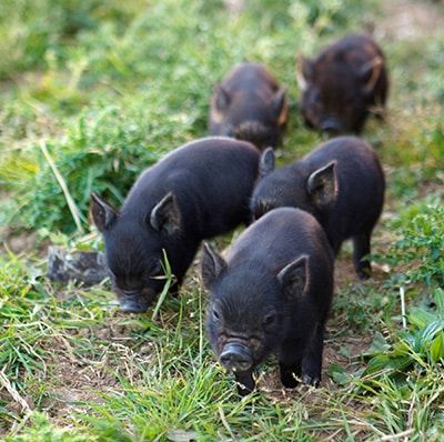 Five small black piglets walk on green grass, surrounded by patches of vegetation. The piglets are close together, exploring the area, with two in focus at the front and three slightly blurred in the background.