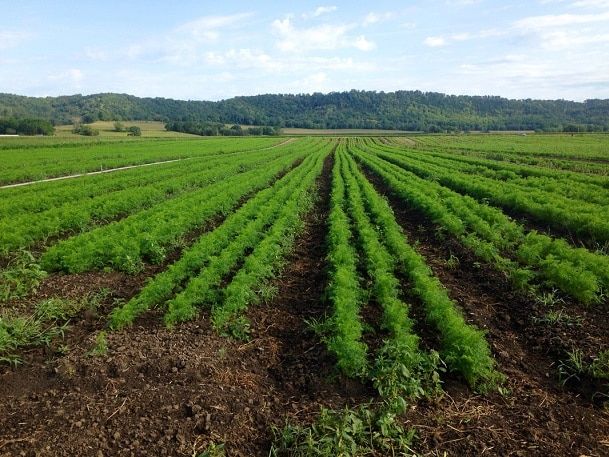 Featherstone Farm - Fillmore County, MN - https://featherstonefarm.com/index.html