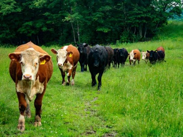 Cows walking through green fields