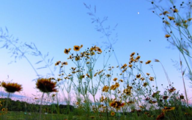 flowers with evening sky