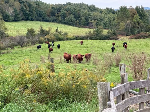 A group of cows graze in a lush green pasture with a backdrop of dense trees under a cloudy sky. A rustic wooden fence is in the foreground, and wildflowers surround the scene.