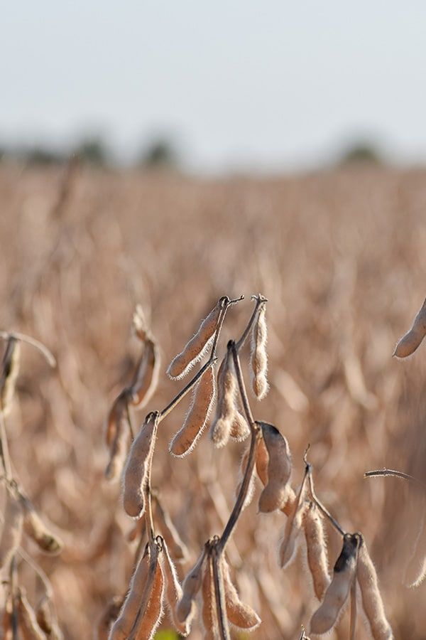 Close-up of dried soybean pods hanging on plants in a field, with more soybeans and a blurry landscape visible in the background under a clear sky.