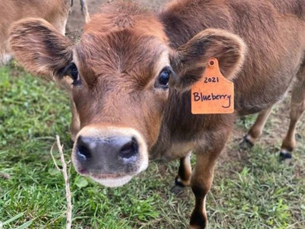 A brown calf with a tag on its ear labeled "2021 Blueberry" stands on a grassy field, looking curiously at the camera.