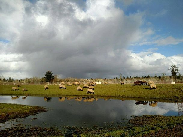 Little Farm by the Sea sheep THE LITTLE FARM BY THE SEA  Grays Harbor County, WA