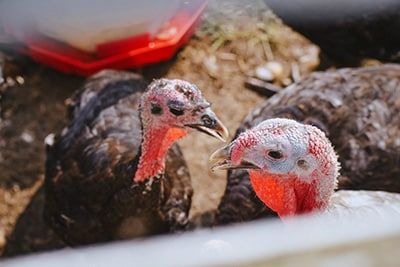 Two turkeys with dark feathers and red wattles stand close together outdoors, with one turkey looking directly at the camera and another slightly behind it.