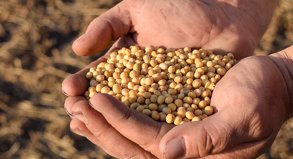 A close-up of two hands holding a large handful of yellow soybeans, with a blurred outdoor background.