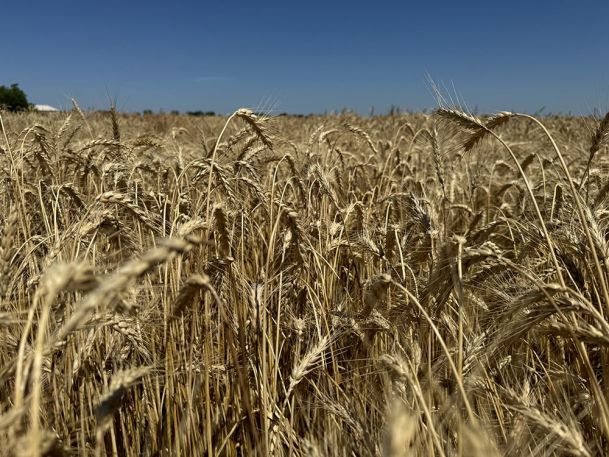 A vast field of golden wheat under a clear blue sky, with the wheat stalks gently swaying in the breeze. The horizon is dotted with distant trees and a hint of a building on the far left.