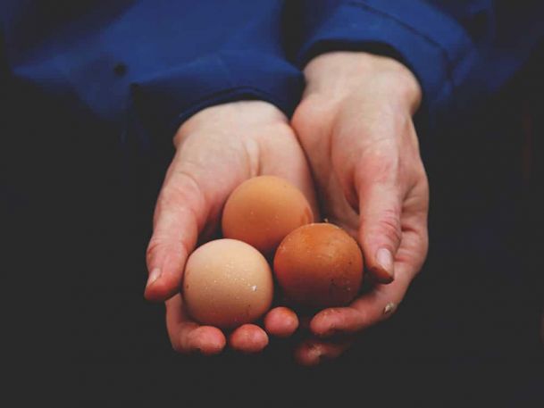 Hands holding three eggs of varying shades of brown against a dark background. The person is wearing a blue shirt.