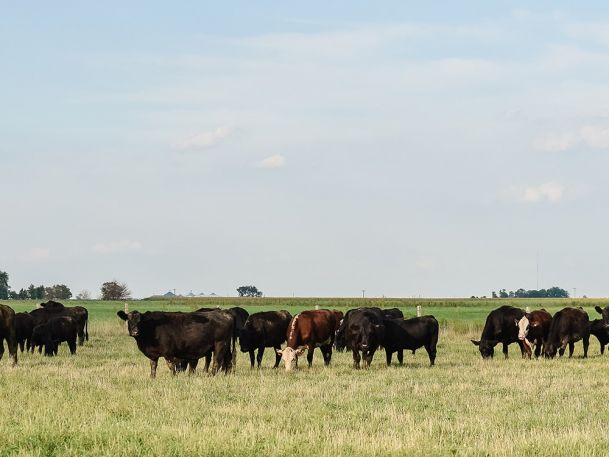 A herd of black and brown cattle grazes in an open field under a clear blue sky. The flat landscape stretches into the distance, with a few scattered trees on the horizon.