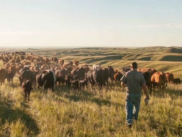 A person walks across a grassy plain, guiding a large herd of cattle under a clear sky. The landscape features rolling hills, and the sunlight casts gentle shadows. The scene conveys a sense of calm and open space.