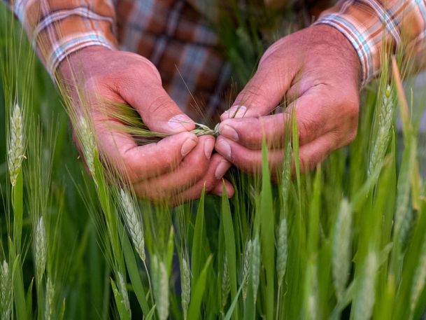 Close-up of a person in a plaid shirt inspecting green wheat stalks in a field. The hands gently hold the wheat, focusing on the blade-like leaves and budding heads.