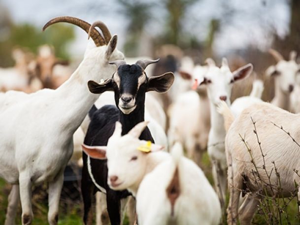 Mint Creek Farm | Ford County, IL - https://mintcreekfarm.com