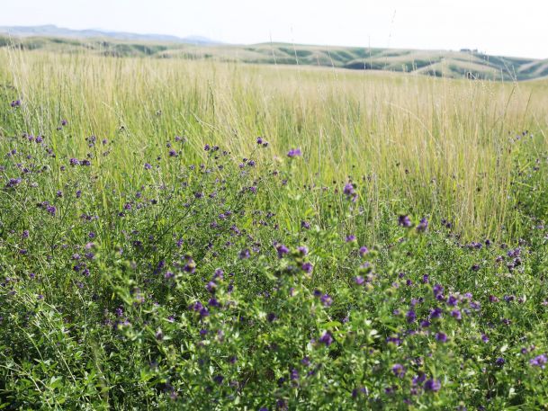 A field of tall grass and wildflowers with small purple blooms stretches into the distance under a bright sky, with gentle hills visible on the horizon.