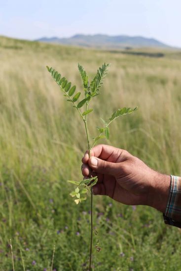 A person’s hand holding a green plant stem with leaflets, standing in a grassy field with hills and a blue sky in the background.