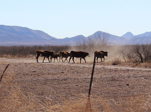 A small herd of cattle walks along a dusty, dry field with sparse brush and distant mountains under a clear sky. A barbed wire fence is visible in the foreground.