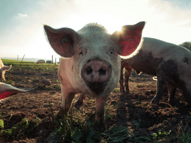 A close-up of a pig standing on a sunlit farm, with its ears perked and nose nearly touching the ground. Other pigs and a scenic landscape are visible in the background, along with bright sunlight filtering through.