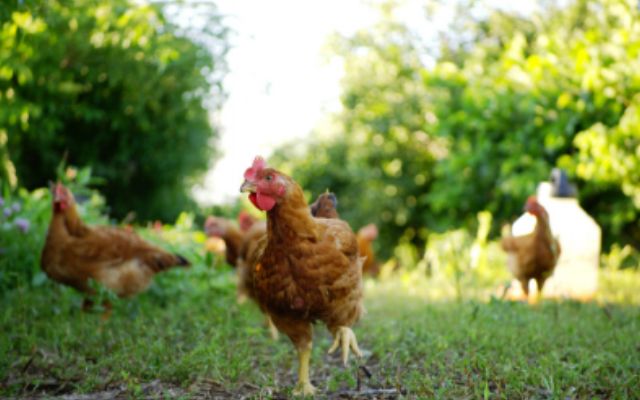 chickens with blurred background