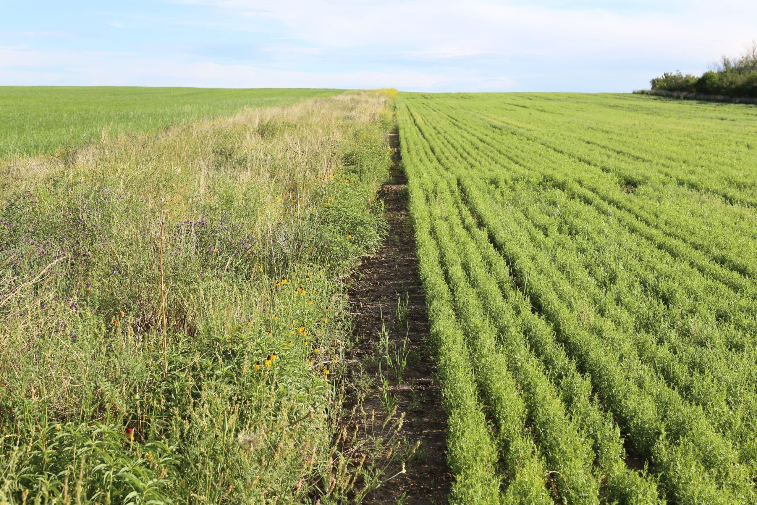 A field divided in two: one side is overgrown with wild grass and flowers, while the other side has neatly planted green crops in straight rows under a partly cloudy sky.