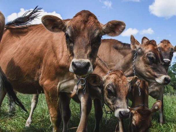 A group of brown cows with large ears and expressive eyes stands closely together in a grassy field under a blue sky with a few clouds.