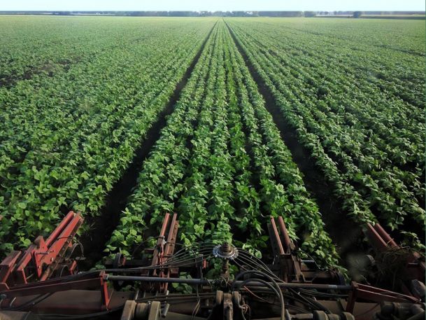 View from a tractor in a large field of lush green rows of crops stretching into the distance under a clear sky. The front of the tractor's machinery is visible in the foreground.