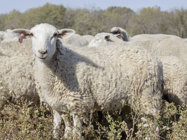 A flock of sheep grazes peacefully in a verdant field, with one sheep in the foreground facing the camera. Set against a backdrop of trees and clear skies, these organic lambs boast thick woolly coats, embodying the essence of sustainable Kansas farming.