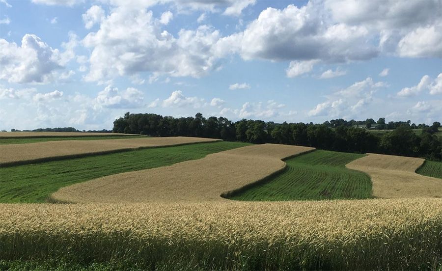 Overlook of a organic field with trees in distance