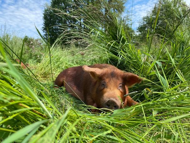 A piglet rests in lush green grass under a blue sky with scattered clouds. Surrounding the piglet are tall grasses and a few trees in the background, creating a serene, natural setting.