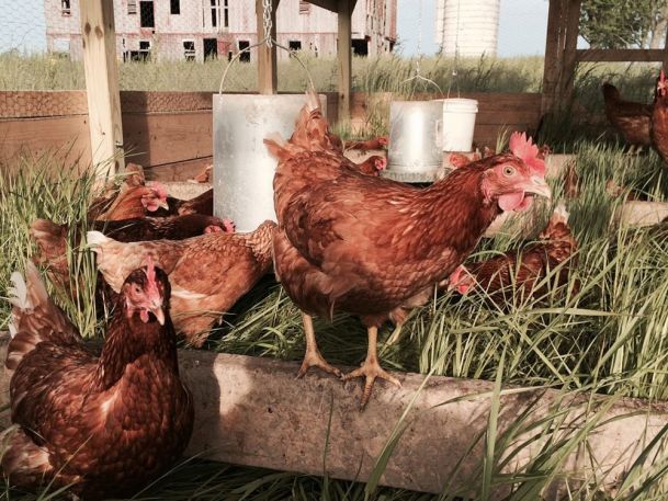 Several brown chickens are gathered in a grassy outdoor enclosure with wooden fencing. A couple of metal feeders are visible. A partially constructed building and a silo are in the background. The scene is sunlit and pastoral.