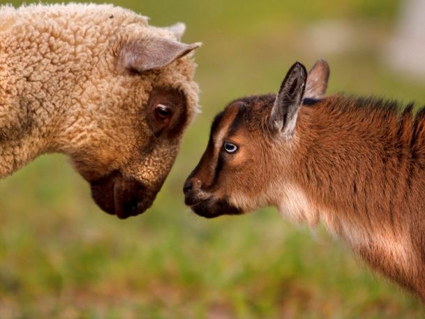 A sheep and a goat facing each other closely, appearing to engage in a gentle, affectionate interaction. The background is a soft blur of green, suggesting an outdoor setting.