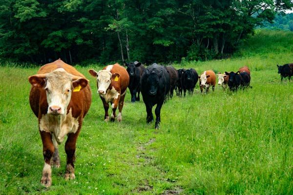 Cows walking through green fields