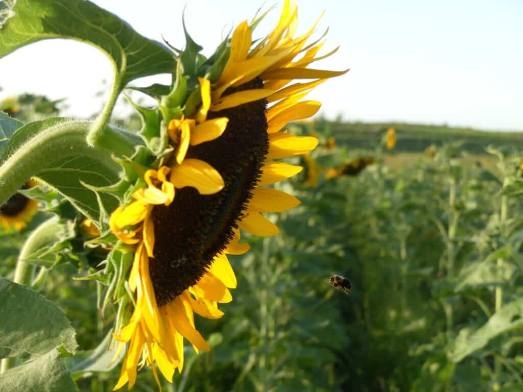 Photo of sunflower in field of sunflowers; used in blog post celebrating the International Day for Biological Diversity