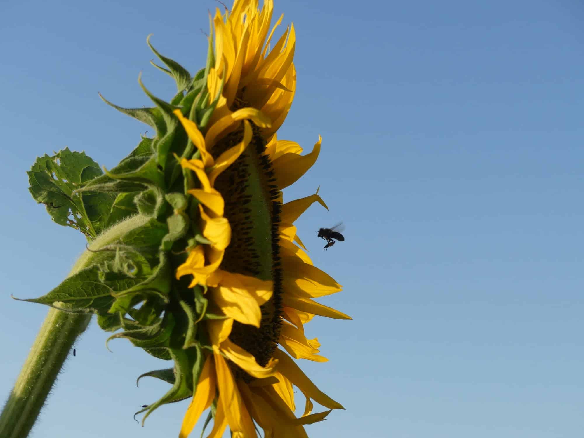 Bee approaching sunflower