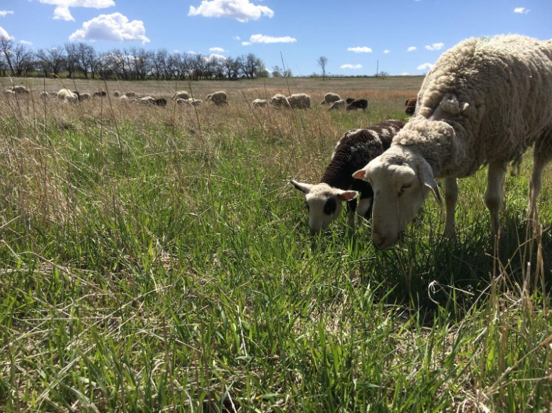 Lambs graze on pasture at Central Grazing Co