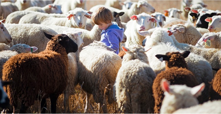 child stands among lambs at central grazing co