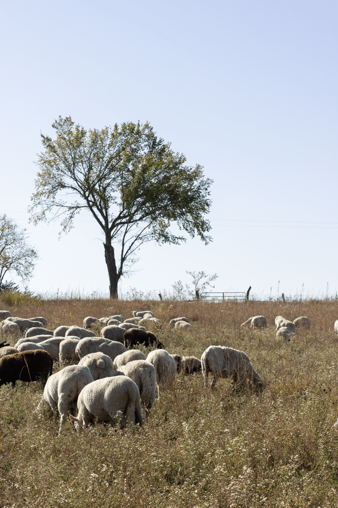 A flock of sheep grazing in a grassy field under a clear blue sky. A single tree stands in the background, accompanied by sparse vegetation and a distant fence.