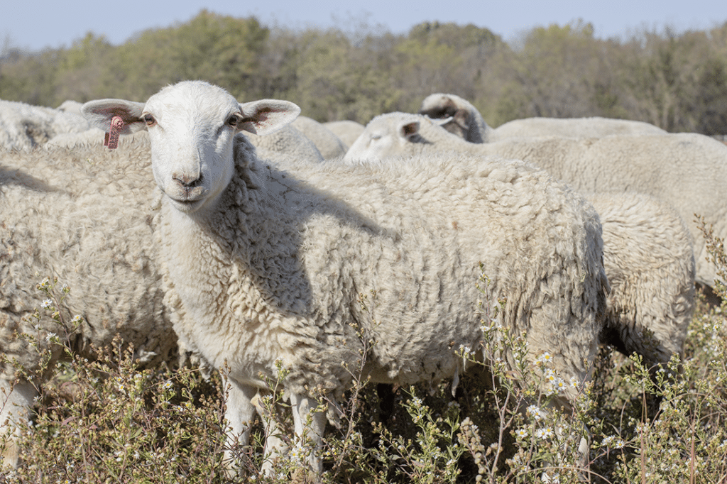 A group of sheep stands together in a field. One sheep with a pink ear tag looks directly at the camera. The background features trees and a clear sky.